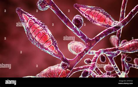 Microsporum canis fungus, illustration Stock Photo - Alamy