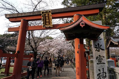 Five cherry blossom viewing destinations in Nara - SakuraMani