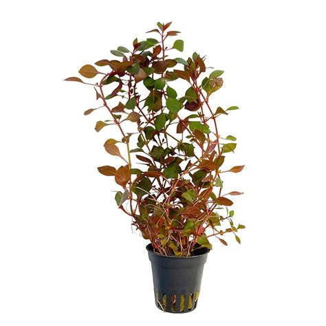 Ludwigia Mini Super Red In 5 Cm Pot Junai Nl