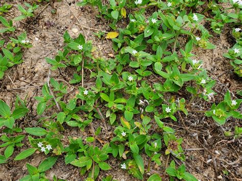 herbicide classification based on chemical nature