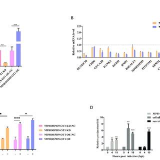 MPHOSPH9 OT1 Positively Regulates Cellular CXCL8 Expression And IL 8