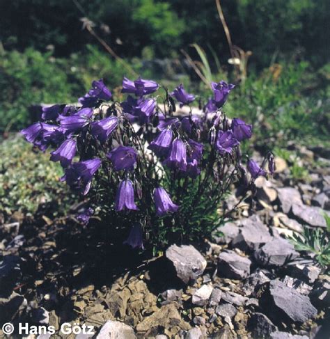 Campanula Cochleariifolia Wildbienen Im Garten