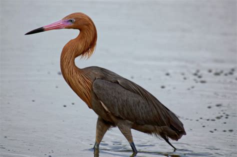 Florida Shorebirds – Photos by Bryan Baker