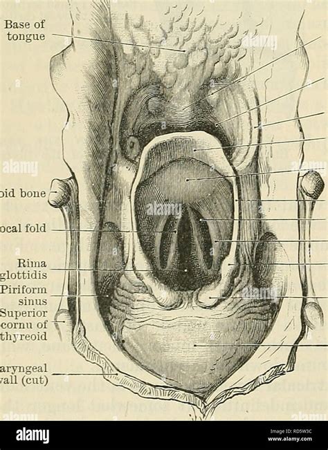 Epiglottic vallecula -Fotos und -Bildmaterial in hoher Auflösung – Alamy