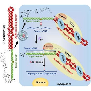 内源性 ADAR1 与光不稳定向导 RNA 进行光触发定点 RNA 编辑 Cell Chemical Biology X MOL