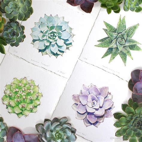 Aaron Apsley Succulents Illustration Botanical Art Watercolor