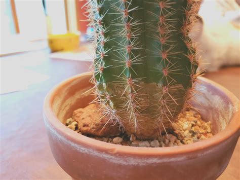 Yellow Discoloration Near Base Of Cactus Plantclinic