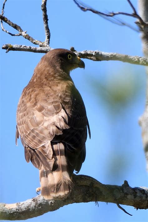 Roadside Hawk from Montemorelos N L México on July 8 2022 at 11 15