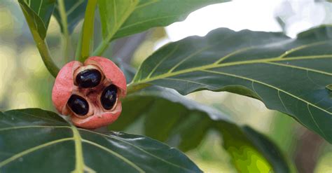 Ackee How To Plant Grow And Harvest Trim That Weed