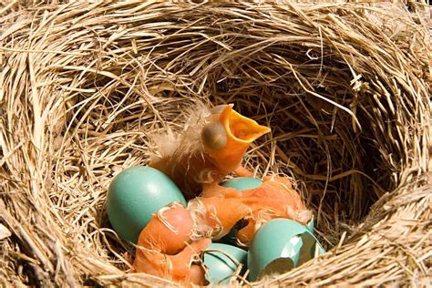 Robin Eggs: All You Need to Know (With Pictures)