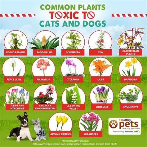 Toxic Plants To Cats And Dogs Cat Plants Toxic Plants For Cats Cat