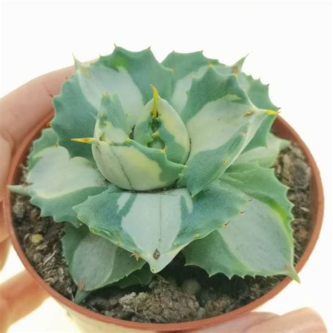 Agave Potatorum Var Verschaffeltii Cv Shoji Raijin Mediopicta Alba 8