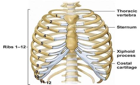 How Many Ribs Does A Man Have Know Everything About Man S Ribs