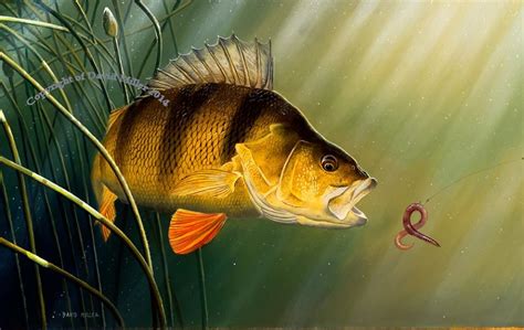 By David Miller Fish Artwork Fish Art Fish Drawings