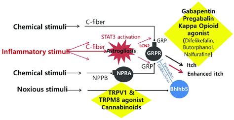 The mechanism of treatment for patients with uremic pruritus STAT3 ...