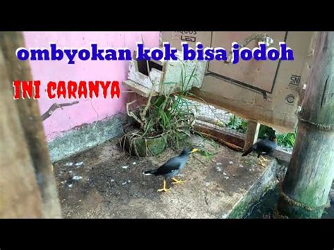 Cara Ternak Burung Jalak Kebo Dari Ombyokan Langsung Jadi Youtube