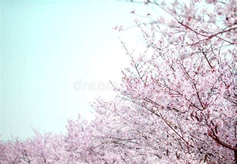 Flor De Cerejeira Bonita Sakura No Tempo De Mola Sobre O Azul C U