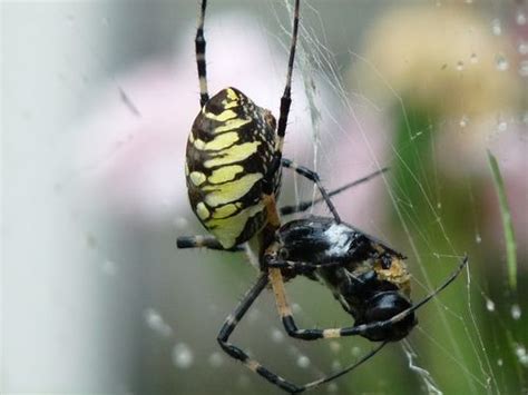 Georgia Backyard Nature: Spiders