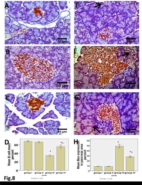 Photomicrographs of pancreas sections immunostained with insulin ...