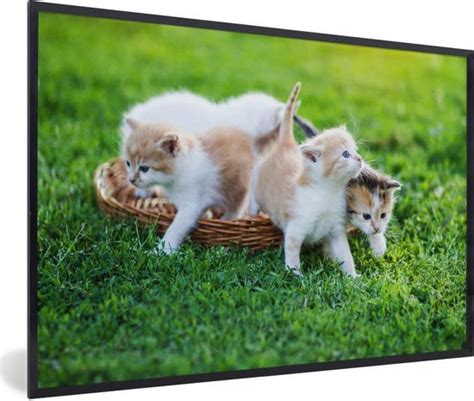 Fotolijst Incl Poster Een Close Up Van Kittens In Een Mand X