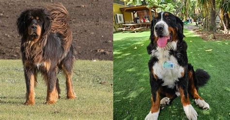 5 Mountain Dog Breeds A Comprehensive Guide To High Altitude Canines