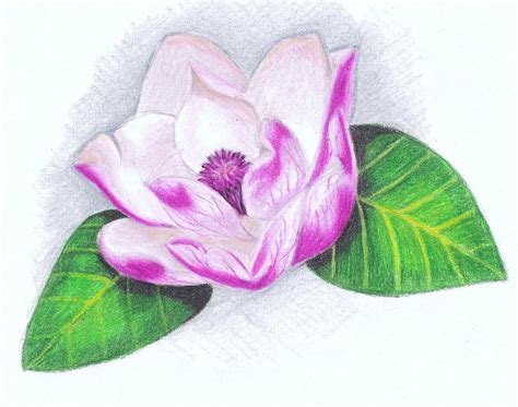 Pink Magnolia Blossom Drawing