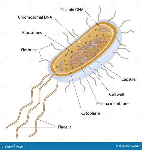 Estructura De Una Célula Bacteriana Ilustración Del Vector