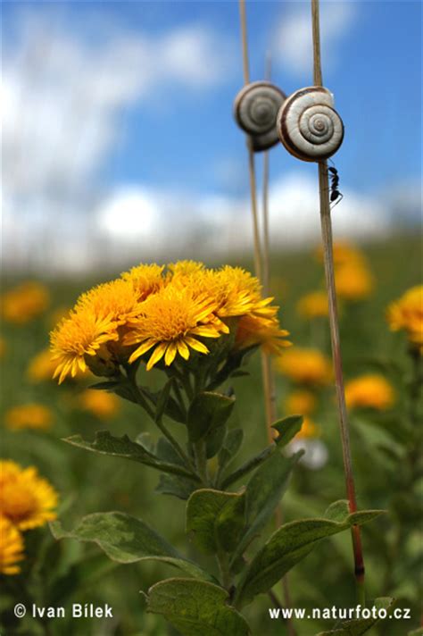 Inula germanica Pictures, German Inula Images, Nature Wildlife Photos ...