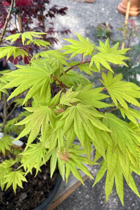 guide   japanese maple types gardeners path