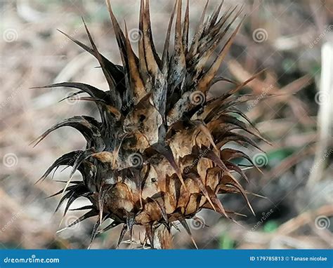 A Dried Thistle Flower In Spain Stock Image Image Of Flora Summer