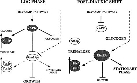 Saccharomyces Cerevisiae Camp Dependent Protein Kinase Controls Entry