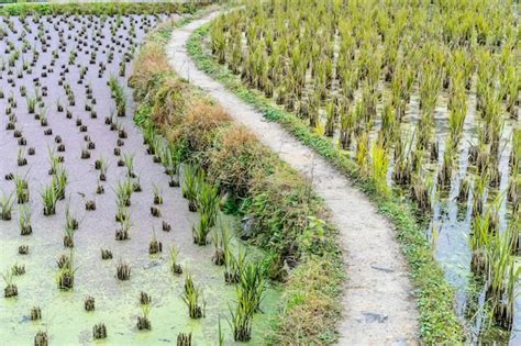 Free Photo | Rice plantation