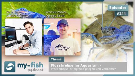 Podcast Episode 246 Große Flusskrebse im Aquarium bunten Cherax