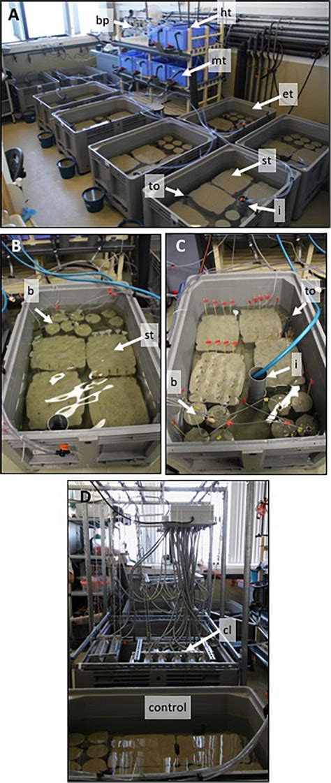 Frontiers Reproduction Under Stress Acute Effect Of Low Salinities And Heat Waves On