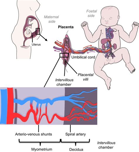 Fetal Blood In Maternal Circulation Image To U