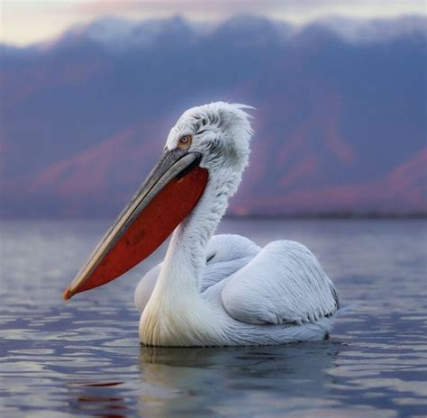 Get To Know The Dalmatian Pelican - Facts, Myths and Photos