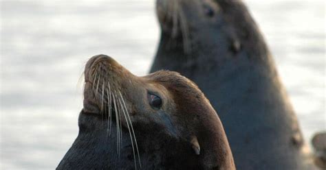 Health Safety Advisory: Sea lion disease outbreak can spread to dogs ...