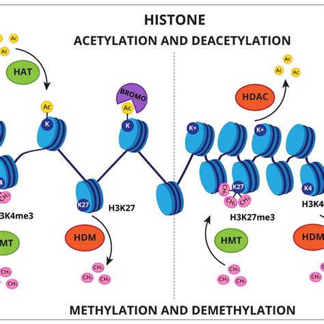 -Histone epigenetic marks. Histone modifications associated with gene ... 