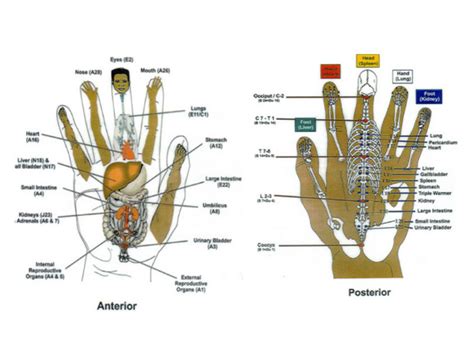 Battlefield Acupuncture Rapid Auriculotherapy Technique For Pain Reduction