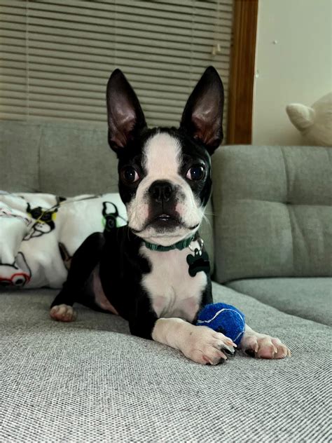 President of Finland with his human : r/BostonTerrier