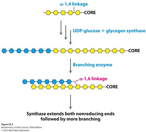 Chapter 25 Glycogen Synthesis Diagram | Quizlet