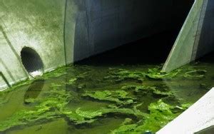 5 Common Causes of Sewage Damage | San Francisco