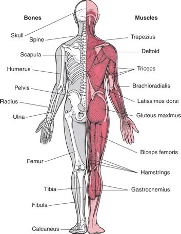 Msd Info Biofunctional Health Solutions