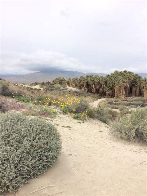 Thousand Palms Oasis Preserve – Thousand Palms, California - Atlas Obscura