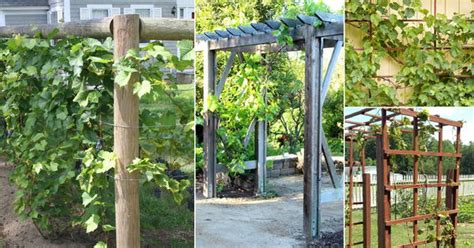 grape trellis ideas grape trellis ideas heres   trellis grapes