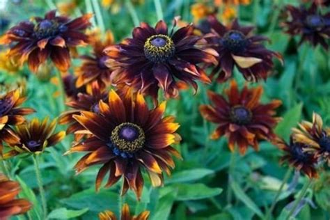 Купить семена Рудбекия Rudbeckia Moreno в Москве: доставка семян по ...