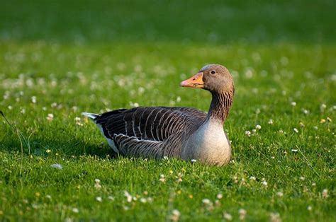 The Greylag Goose (Anser anser) - A Playful Migrant Bird