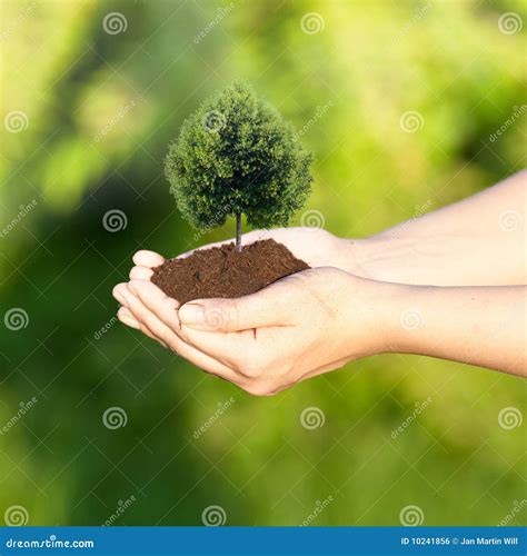 Hands Holding A Tree Stock Photo Image Of Plant Gardening