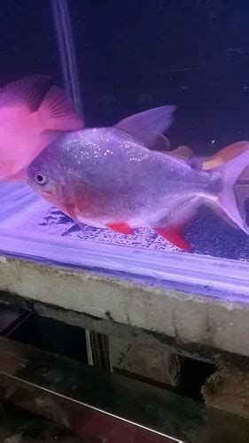 Piranha Pacu Fish at Rs 500/piece | Piranhas in Kolkata | ID: 2848980111473