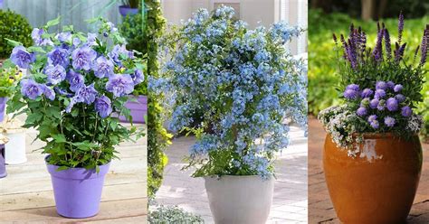 Best Blue Flowers To Grow In Containers Balcony Garden Web